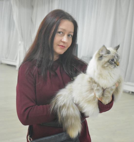 питомник невских и сибирских кошек в москве контакты