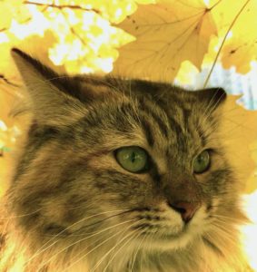 11_Сибирская кошка Дуняша из Цветочной Страны в лесу