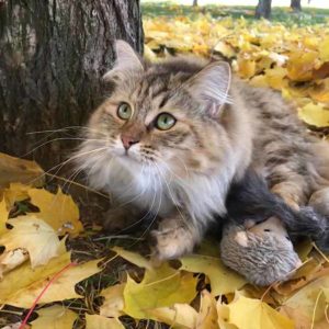 1_Сибирская кошка Дуняша из Цветочной Страны в лесу