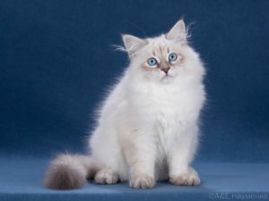 Сибирский невский маскарадный кот из Цветочной Страны