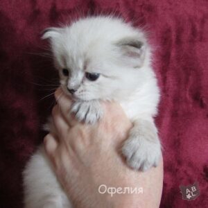 Невские маскарадные котята из питомника в Москве 18