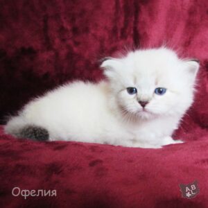Невские маскарадные котята из питомника в Москве 17