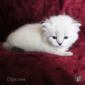 Невские маскарадные котята из питомника в Москве 16