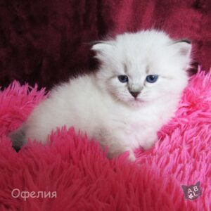 Невские маскарадные котята из питомника в Москве 15