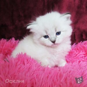 Невские маскарадные котята из питомника в Москве 14