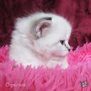 Невские маскарадные котята из питомника в Москве 13