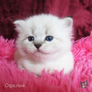 Невские маскарадные котята из питомника в Москве 12