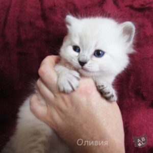 Невские маскарадные котята из питомника в Москве 4
