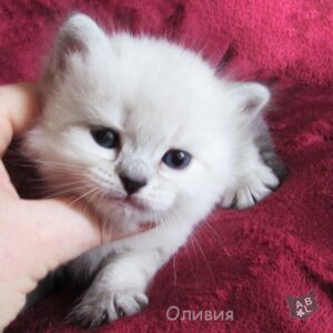 Невские маскарадные котята из питомника в Москве 3