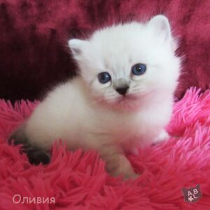 Невские маскарадные котята из питомника в Москве 2