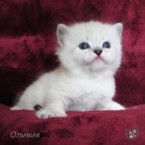 Невские маскарадные котята из питомника в Москве 1