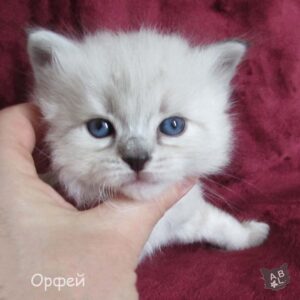 Невские маскарадные котята из питомника в Москве 11