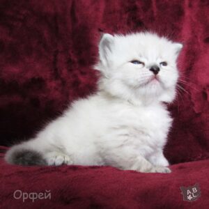 Невские маскарадные котята из питомника в Москве 9