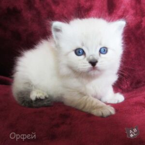 Невские маскарадные котята из питомника в Москве 8