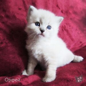 Невские маскарадные котята из питомника в Москве 7