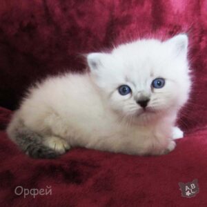 Невские маскарадные котята из питомника в Москве 6