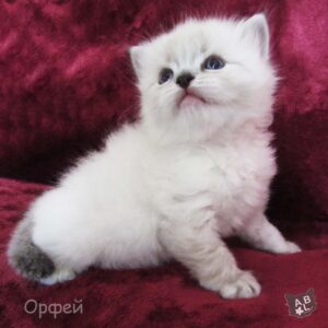 Невские маскарадные котята из питомника в Москве 5
