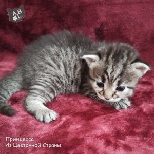 Принцесса из Цветочной Страны