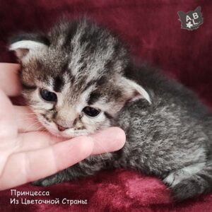 Принцесса из Цветочной Страны-1