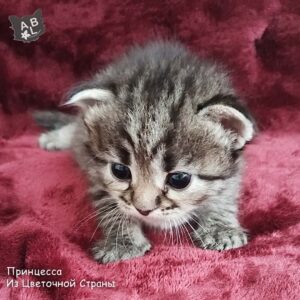 Принцесса из Цветочной Страны-2