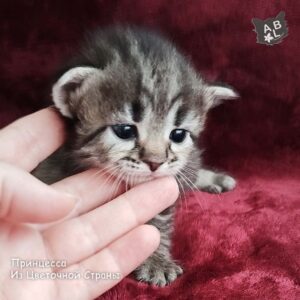 Принцесса из Цветочной Страны-3