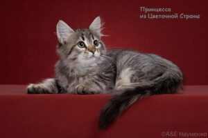 Принцесса из Цветочной Страны-5