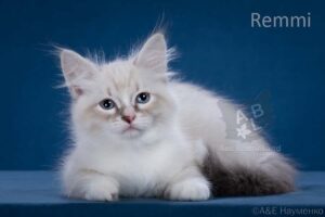 невские маскарадные котята купить в москве