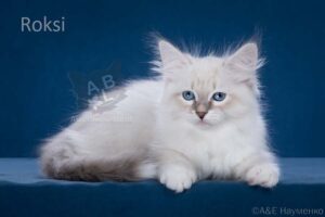 невские маскарадные котята купить