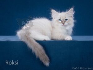 купить невского маскарадного котенка в москве из питомника