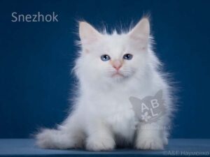 питомник сибирских и невских маскарадных кошек aus blumeland из цветочной страны 346