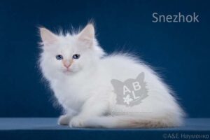 питомник сибирских и невских маскарадных кошек aus blumeland из цветочной страны 345
