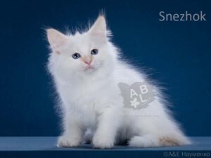 питомник сибирских и невских маскарадных кошек aus blumeland из цветочной страны 344