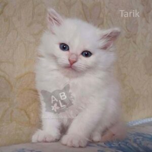 питомник сибирских и невских маскарадных кошек aus blumeland из цветочной страны 367