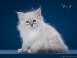 питомник сибирских и невских маскарадных кошек aus blumeland из цветочной страны 366