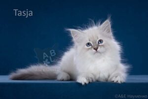 питомник сибирских и невских маскарадных кошек aus blumeland из цветочной страны 365