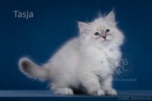 питомник сибирских и невских маскарадных кошек aus blumeland из цветочной страны 364