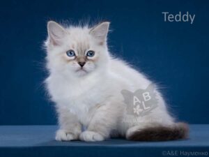 питомник сибирских и невских маскарадных кошек aus blumeland из цветочной страны 362