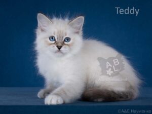 питомник сибирских и невских маскарадных кошек aus blumeland из цветочной страны 359