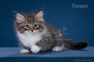 питомник сибирских и невских маскарадных кошек aus blumeland из цветочной страны 352