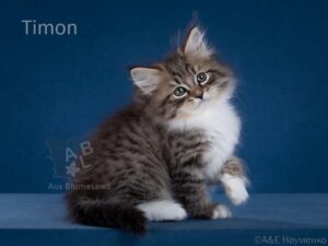 питомник сибирских и невских маскарадных кошек aus blumeland из цветочной страны 351