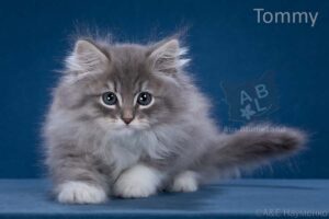 питомник сибирских и невских маскарадных кошек aus blumeland из цветочной страны 348