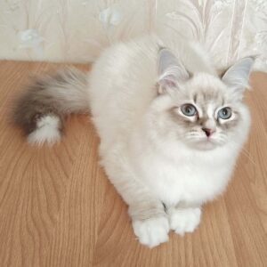 питомник сибирских и невских маскарадных кошек aus blumeland из цветочной страны 309