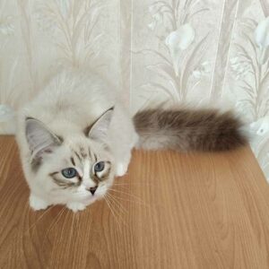 питомник сибирских и невских маскарадных кошек aus blumeland из цветочной страны 307