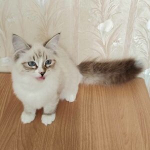 питомник сибирских и невских маскарадных кошек aus blumeland из цветочной страны 308