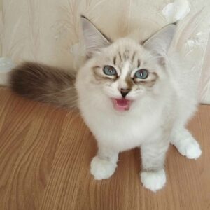 питомник сибирских и невских маскарадных кошек aus blumeland из цветочной страны 305