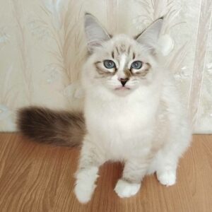 питомник сибирских и невских маскарадных кошек aus blumeland из цветочной страны 304