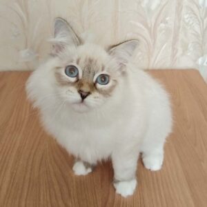 питомник сибирских и невских маскарадных кошек aus blumeland из цветочной страны 301