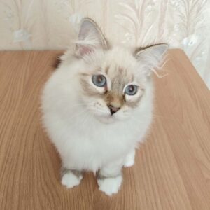 питомник сибирских и невских маскарадных кошек aus blumeland из цветочной страны 300