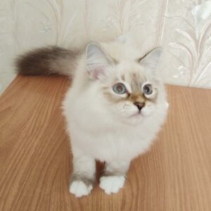 питомник сибирских и невских маскарадных кошек aus blumeland из цветочной страны 299
