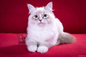 питомник сибирских и невских маскарадных кошек aus blumeland из цветочной страны 259